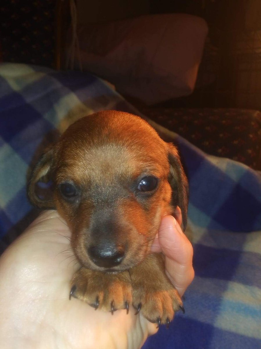 EmilyRy2814's tweet photo. @sarahcpr I commented on your tweet last night. I’ve always had dachshunds and my mom’s just passed on 1/5. She just found a new one today and we are trying to name him. So I looked up his bday (12/19) and google says thats your bday too! Freaky coincidence!?! https://t.co/Ya5R2JyT5j