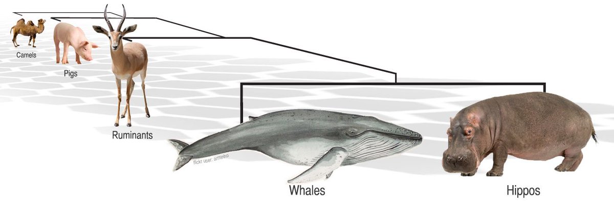 7. Hippos are the closest living relative to cetaceans (whales, dolphins, & porpoises). You are welcome for this blessed knowledge, which led me down the rabbit hole of whale evolution, which is a wild time. These evolution charts look like memes but THEY ARE NOT