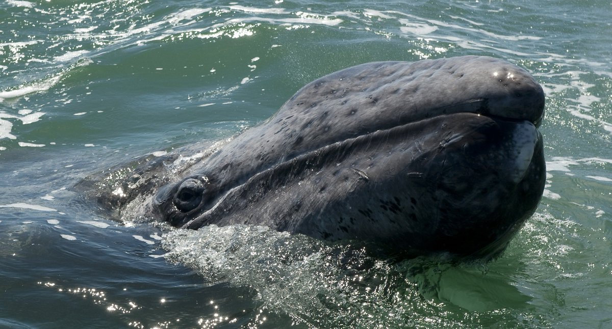 8. In 2015 a gray whale named Varvara (Russian equivalent of Barbara, pls note) broke the record for the longest migration of any mammal, traveling from Russia to Mexico then back, 13,988 miles in 172 days. She didn't stop to feed for all 5.5 months WHICH IS METAL AS HELL