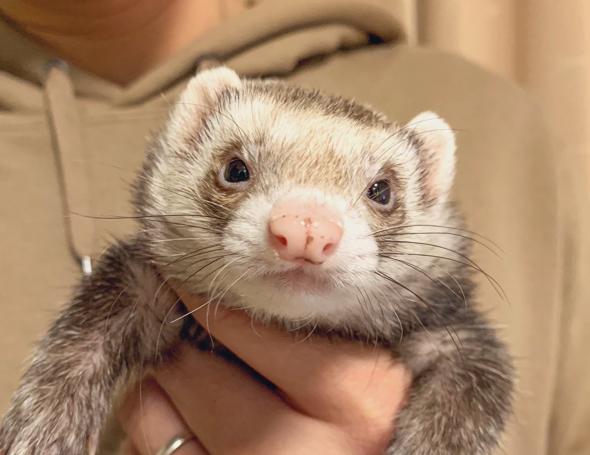 TAK_HERO_Dr's tweet photo. 角度によって別人すぎるぞ我が娘よ！！ https://t.co/cQADPiepCl