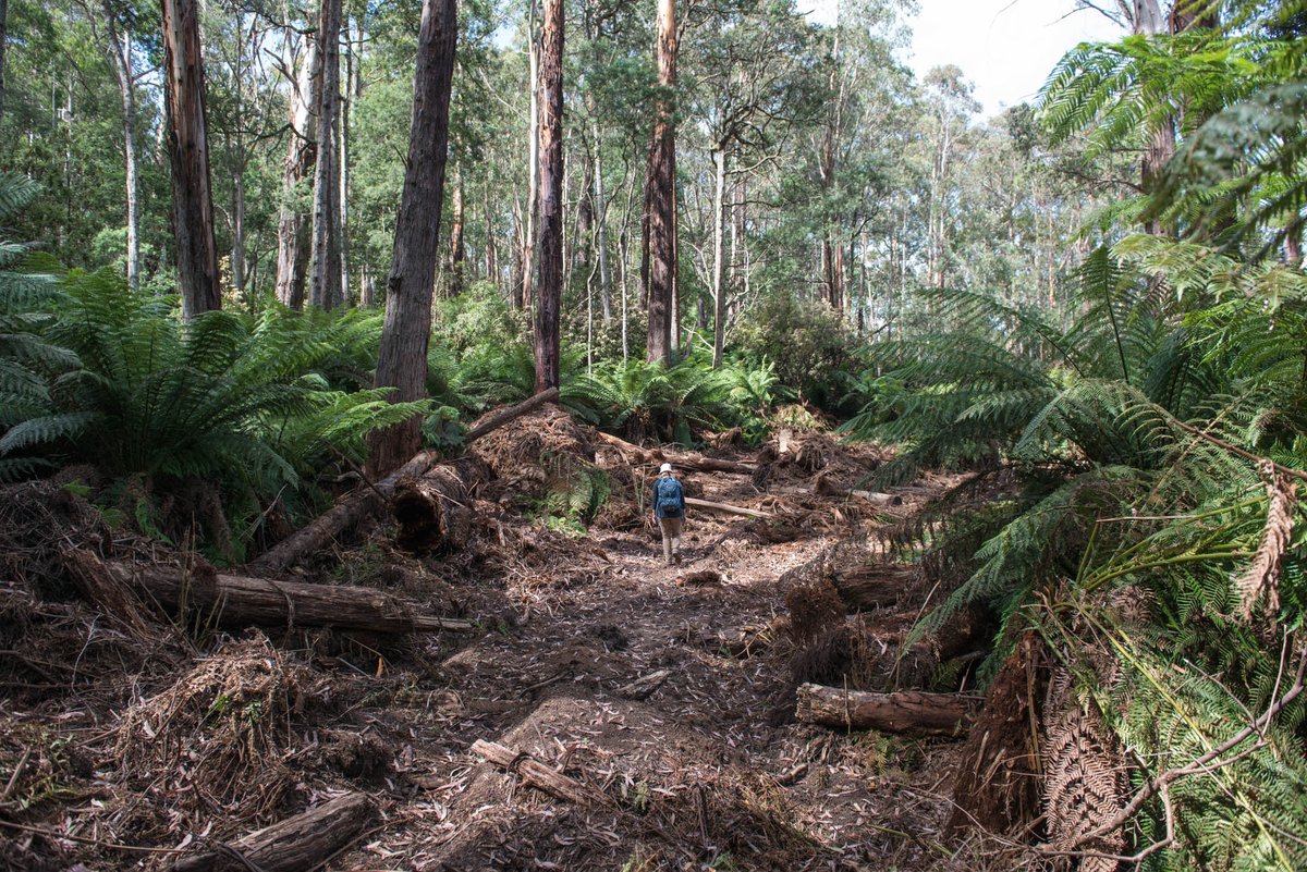 eastgippyforest's tweet photo. Precious forests in Nunniong East Gippsland getting smashed by @DanielAndrewsMP government. Most of this will be wood chipped, made into cardboard packaging &amp; end up in landfill. Forests that survived the bushfires &amp; should be left standing, logged by @VictorianLabor. #SpringSt https://t.co/Hol6smE4WA