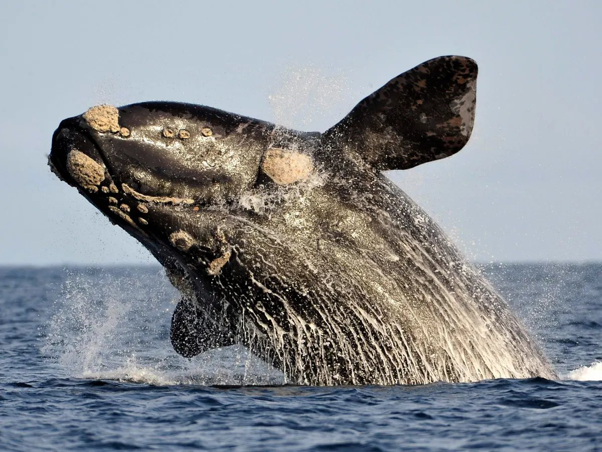 9. Right whales (named by whalers bc w their slowness & tendency to float they were the "right whale" to hunt) have weird patches of keratinization called callosities. Nobody seems totally sure why they have this, but each whale has a unique pattern that can be used to ID them :)