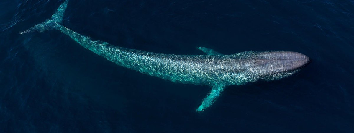 10. & last but not least, blue whales are ofc the largest animal on earth BUT they're also the largest animals that HAVE EVER LIVED on earth, including dinosaurs. Also their heartbeats can be heard from 3km away via sonar, from a 400 lb/181 kg heart (human hearts are 10 oz/250 g)