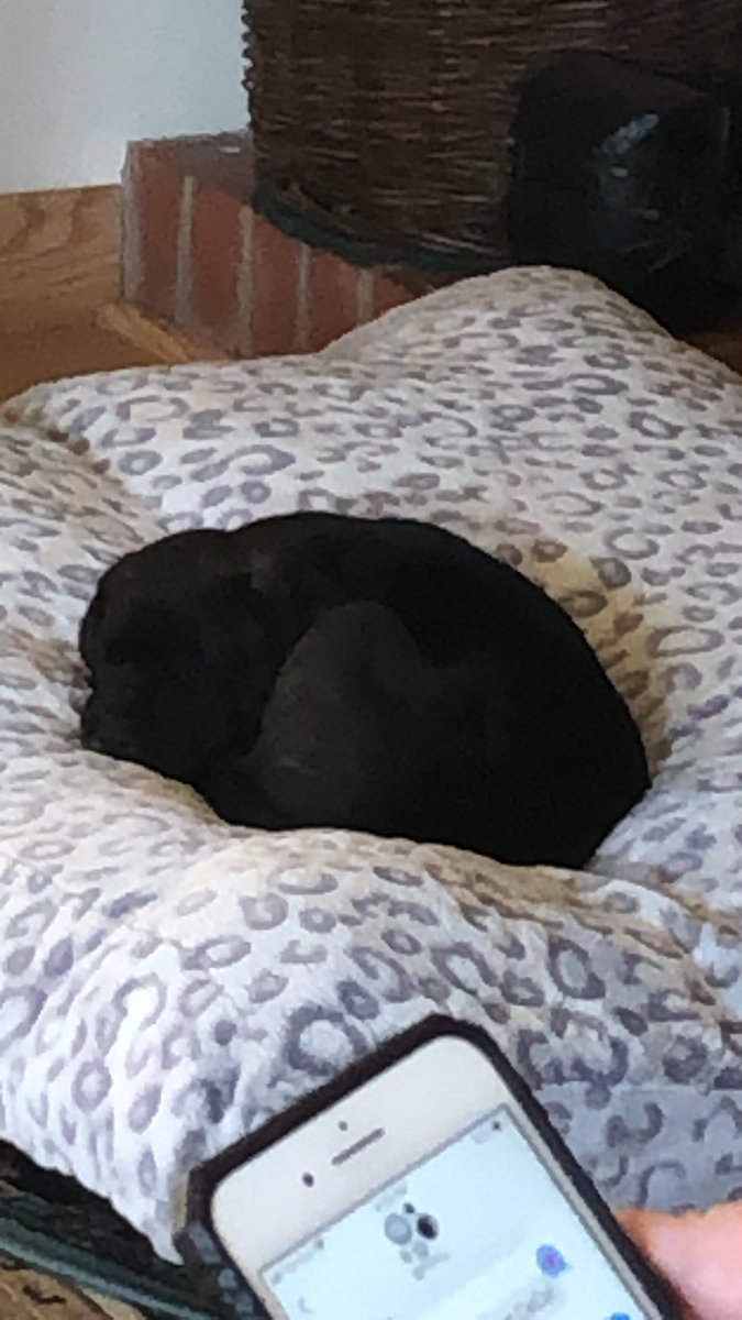 StevenRissotto's tweet photo. It only took like ten months for my family to get tired of each other. Meet CeCe, the newest edition to the Rissotto Clan. https://t.co/MsOngTy2F0