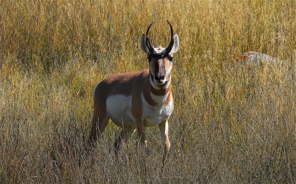 Todays lesson in The Fascist economyUnder Trump, feed grain subsidies soared, because he lost a pissing contest with China.Subsidies encourage large corporations to plant millions of substandard acres, export marginal yields and walk with billions in taxpayer subsidies