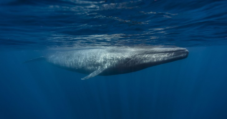 10. & last but not least, blue whales are ofc the largest animal on earth BUT they're also the largest animals that HAVE EVER LIVED on earth, including dinosaurs. Also their heartbeats can be heard from 3km away via sonar, from a 400 lb/181 kg heart (human hearts are 10 oz/250 g)
