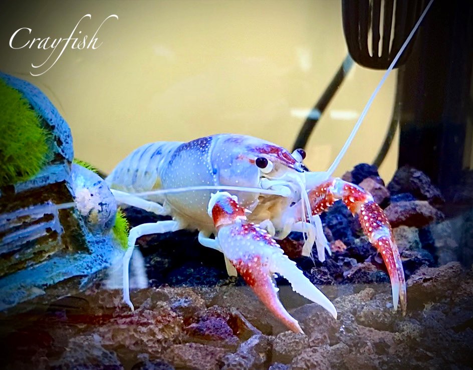 ゴーストザリガニ Hashtag Pa Twitter