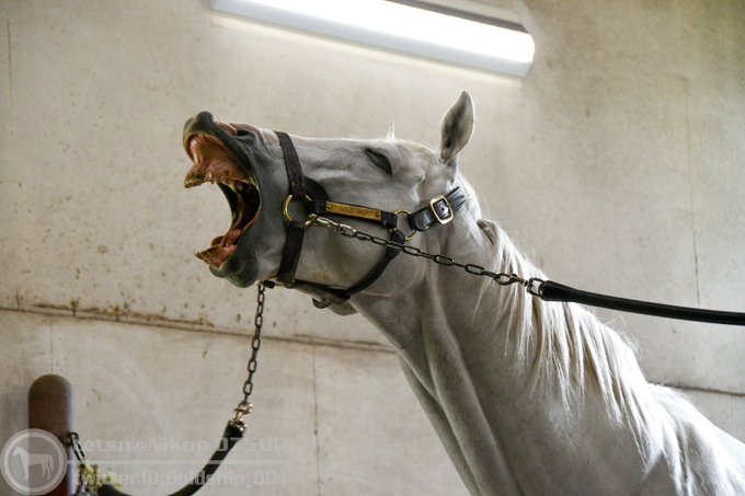 Conversation Between 잉크 インク And Goldship 001 1 Whotwi Graphical Twitter Analysis