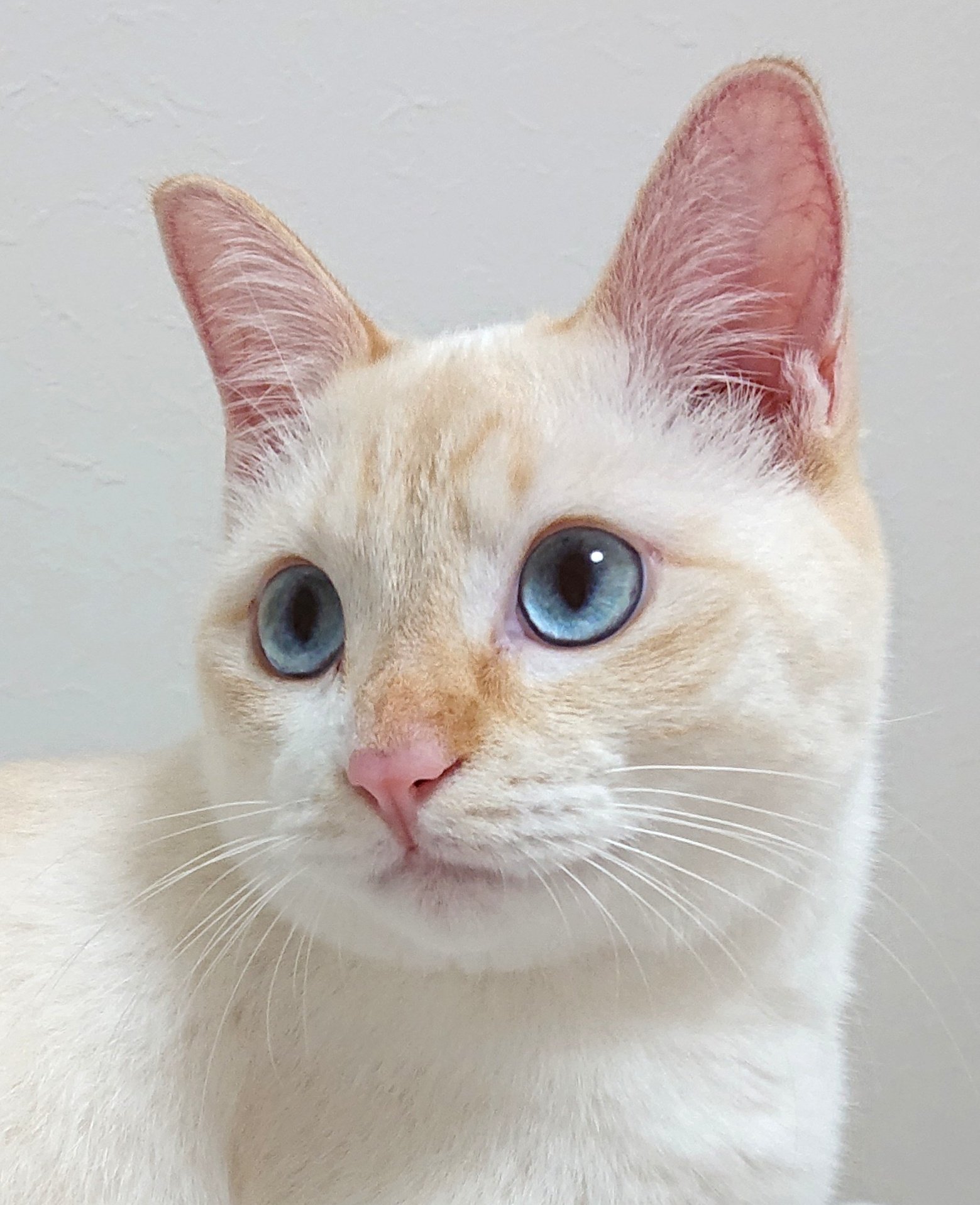 ささかまねこ🐾 on X: 