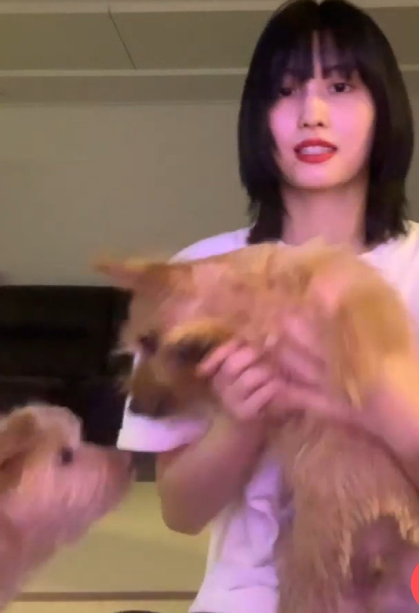 pinkot9's tweet photo. Who is this mysterious dog??? https://t.co/qrLfqXHlgJ