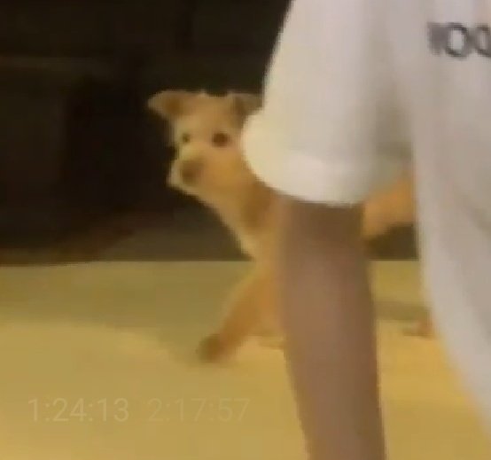 pinkot9's tweet photo. Who is this mysterious dog??? https://t.co/qrLfqXHlgJ