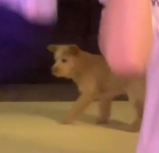 pinkot9's tweet photo. Who is this mysterious dog??? https://t.co/qrLfqXHlgJ