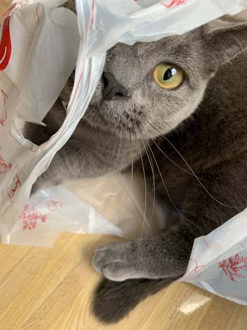 沈黙猫さんちの毛玉置き場のtwitterイラスト検索結果 沈黙猫さんちの毛玉置き場のtwitterイラスト検索結果