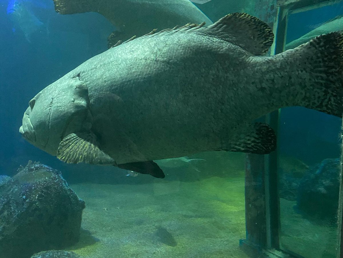 UnderwaterLgk's tweet photo. Fish language: lup lup lupp luuup lup lup luplupluplup
Translate to human : Im expecting too much from the human people. Missed you now......please visit me hereee guys!!!
#mco #mcmo #rmco #underwaterworldlangkawi https://t.co/P6q4sVL5AT