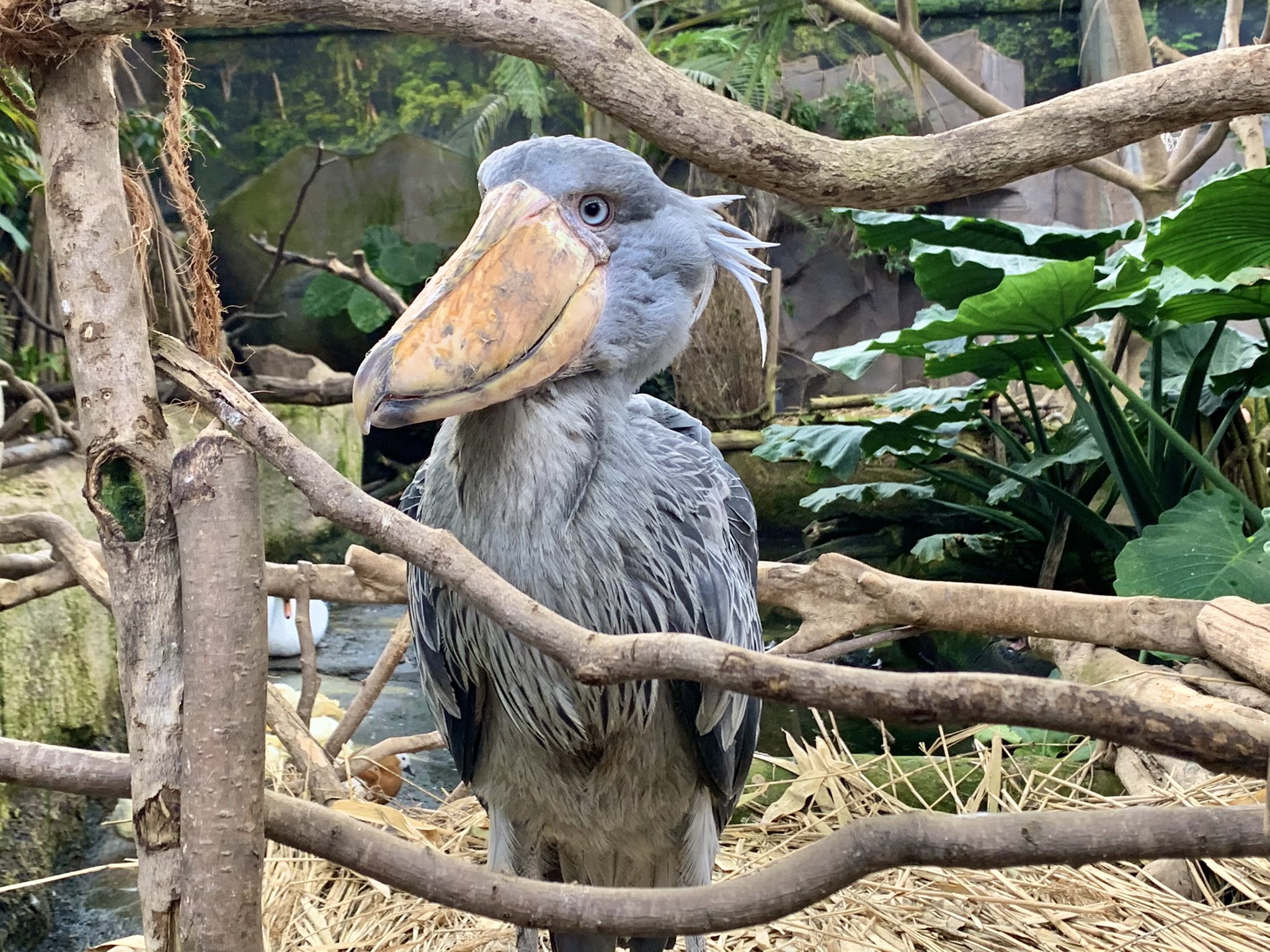 那須どうぶつ王国 なんか楽しそうです ハシビロコウ カシシ 臨時休園 那須どうぶつ王国 楽しそう T Co Tfs7eeityx Twitter