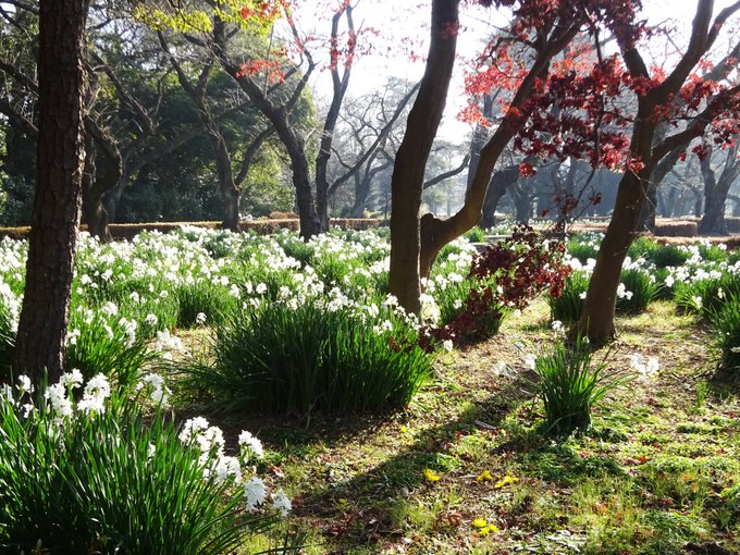 東京都23区の花畑38品種129名所 春夏秋冬の見頃 たびはう