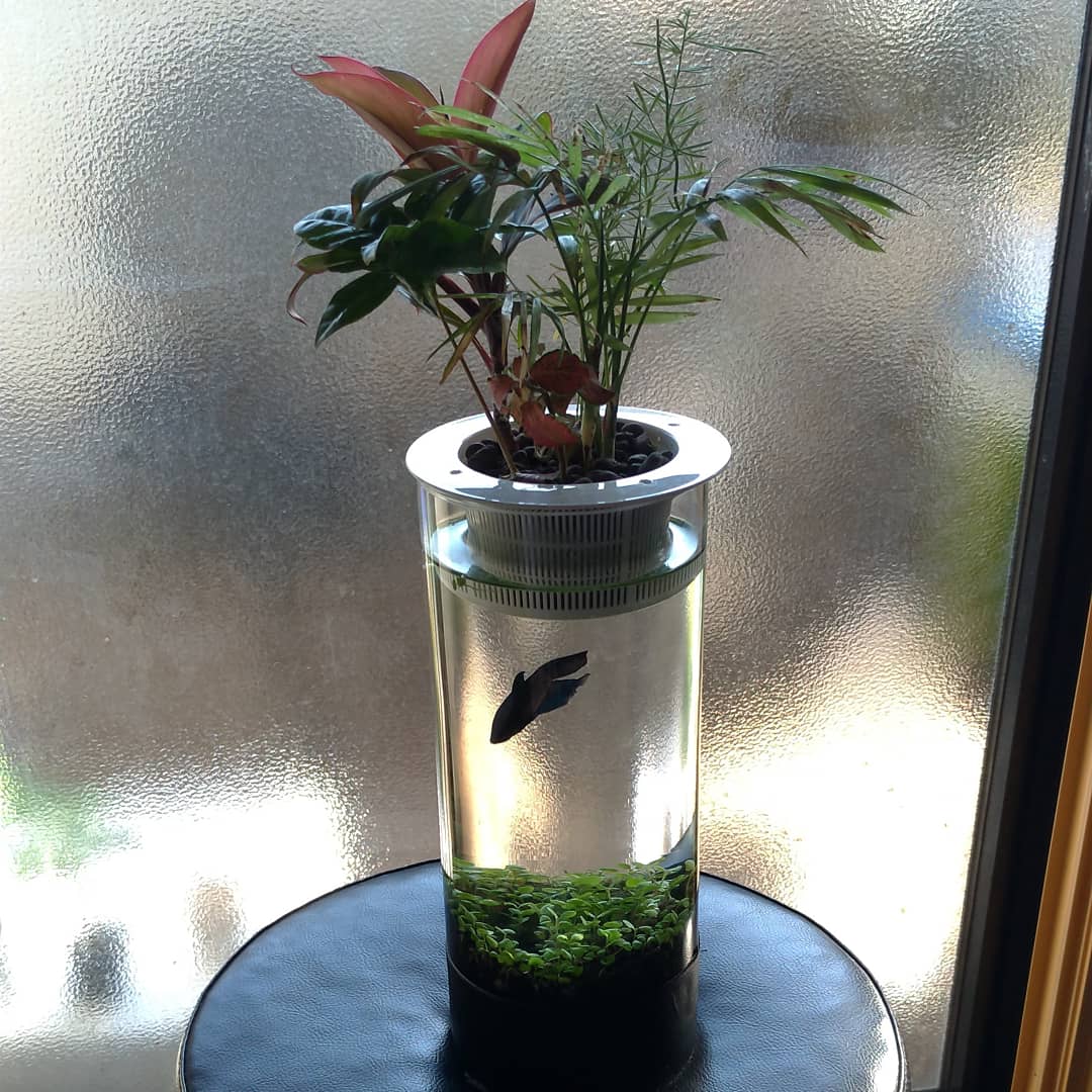 いなむね Inamune Twitter