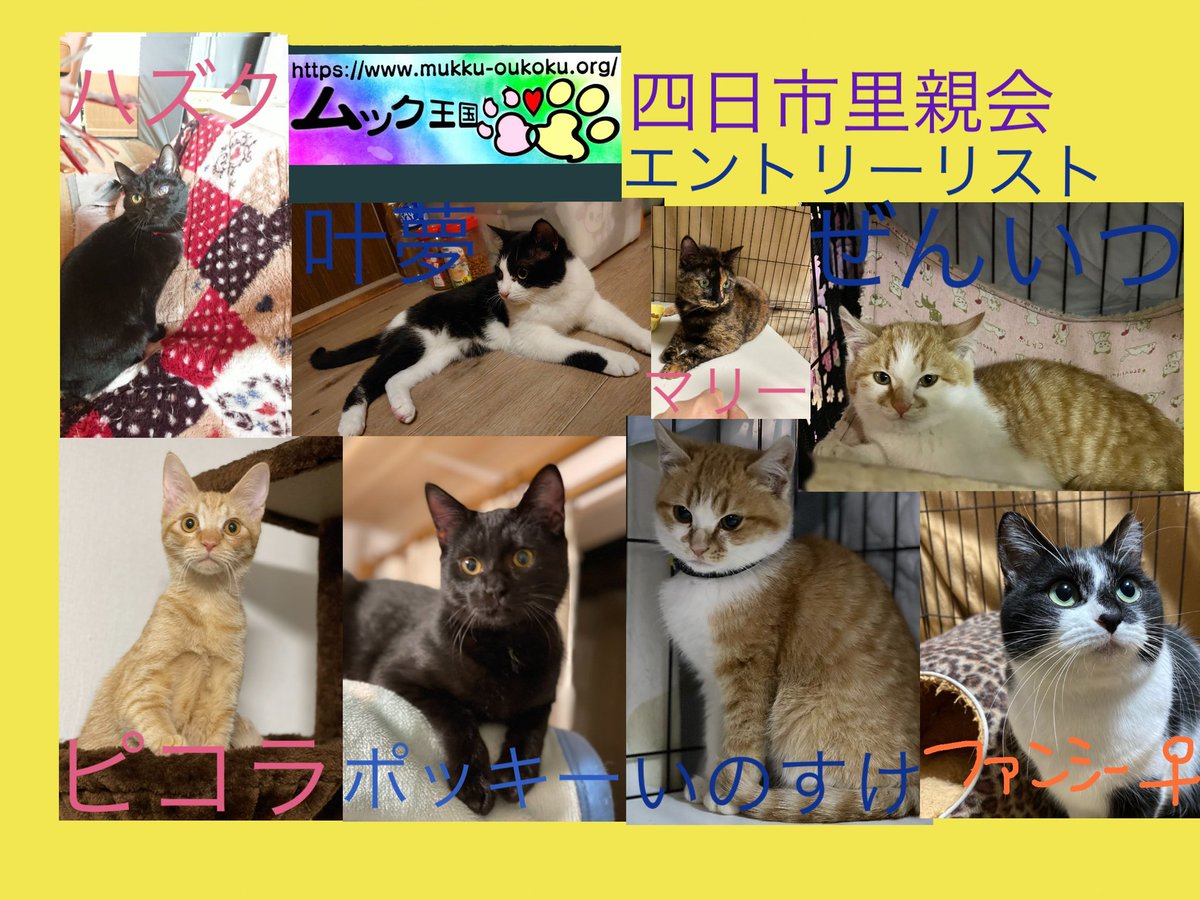 ムック王国 V Twitter ムック王国より明日開催のエントリー リストが完成しました 可愛い保護猫が沢山エントリーしています 近隣の方は是非ともご来場お待ちしております 明日は10時45分から10分間ライブ配信を行います ムック王国 里親会 三重県 保護 ムック王国 V Twitter ムック王国より明日開催のエントリー リストが完成しました 可愛い保護猫が沢山エントリーしています 近隣の方は是非ともご来場お待ちしております 明日は10時45分から10分間ライブ配信を行います ムック王国 里親会 三重県 保護