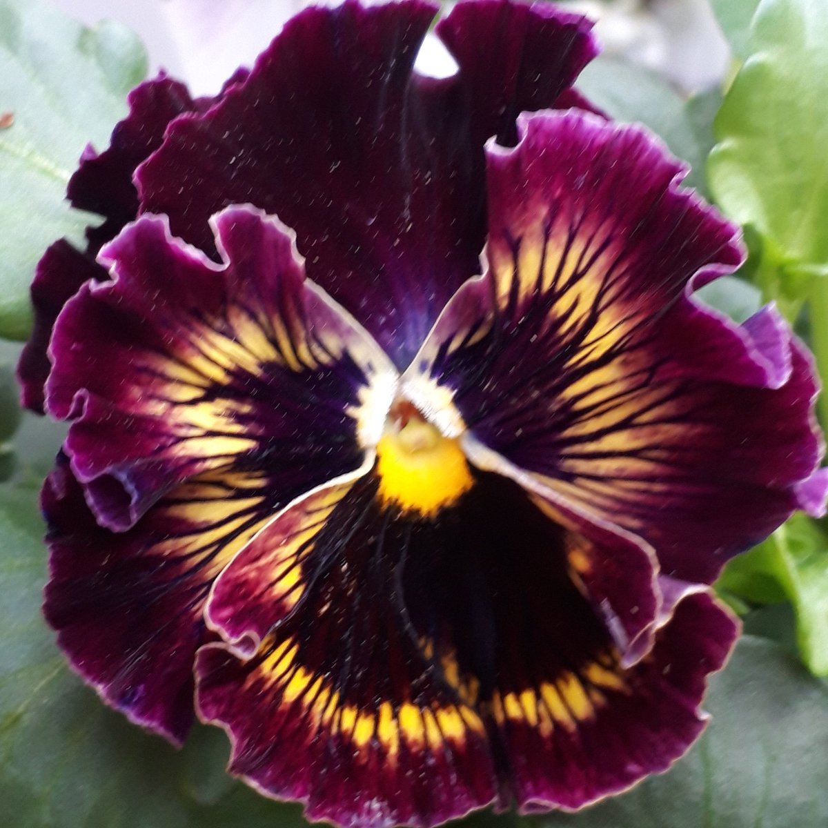 マーキママ どんよりした曇り空の朝です 寒さが緩み完全復活のパンジー ベルベットのような濃いエンジ 今日は６歳の孫の英語教室の日 昔の習い事は算盤習字 だった 世界に羽ばたけと夢は広がります ガーデニング ガーデニングライフ 薔薇のある