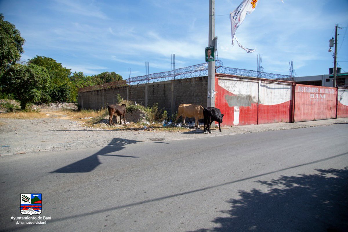 alcaldiabanird's tweet photo. La dirección de Alcaldía Pedánea del Ayuntamiento de Baní, se encuentra retirando los animales que deambulan por las zonas de la ciudad para poner freno a esta situación, evitando así los obstáculos que causan en el tránsito y evitar futuros incidentes lamentables en la vías. https://t.co/lLu6lKXTJw