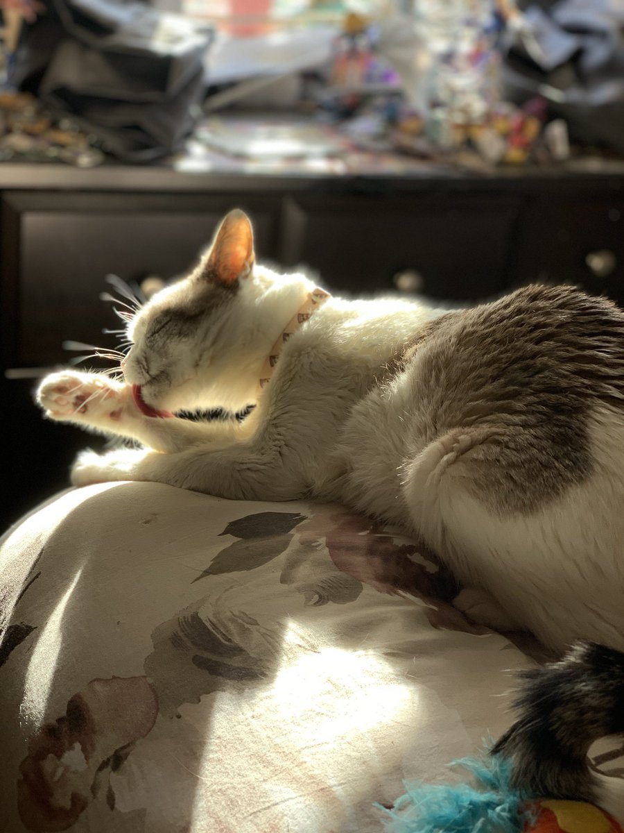 TheAmazingMugi's tweet photo. Starting a little thread of my favorite pictures of Miss Kitty https://t.co/lW2RzDvQe9