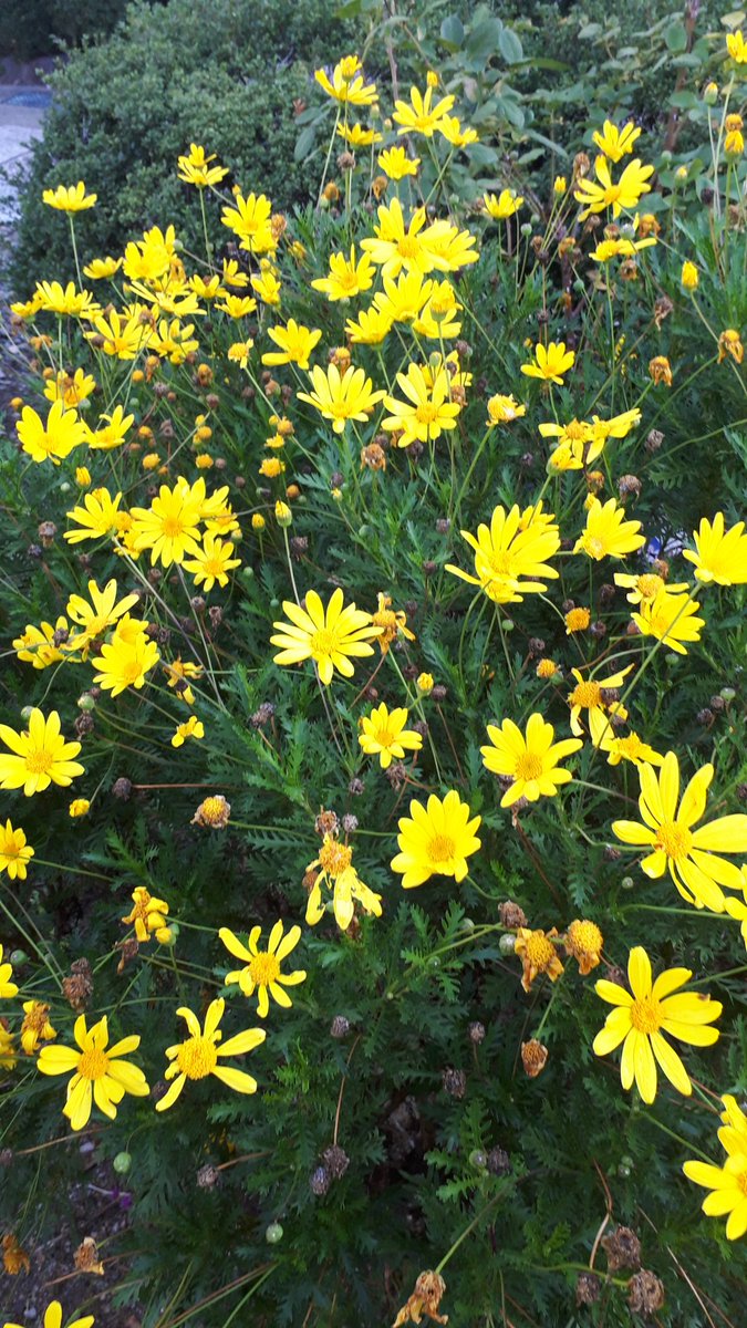 マーキママ どんよりした曇り空の朝です 寒さが緩み完全復活のパンジー ベルベットのような濃いエンジ 今日は６歳の孫の英語教室の日 昔の習い事は算盤習字 だった 世界に羽ばたけと夢は広がります ガーデニング ガーデニングライフ 薔薇のある