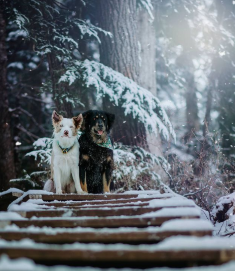 FirstMatePet's tweet photo. The snow is here (at least in BC)! Will you be going for a winter walk this weekend? ❄️
.
.
.
📸: theshepherdandthecollie | #MyFirstMate
#pawsthatwander #puppylove #pnwonderland #pnwonderdogs #muttsofinstagram #exploretocreate #exploringwithdogs #snowdog #campingwithdogs https://t.co/6stphBRJtT