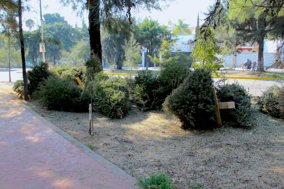 ♻️Recicla tu árbol natural de #Navidad
#NuevoLeón dispone de 5⃣8⃣ centros de acopio en 3⃣ municipios: #Monterrey, Escobedo y San Nicolás de los Garza
#NoLoTires ✖️
#NoLoQuemes ✖️
¡Cierra el ciclo! ✅
🖱️Directorio 🇲🇽 👉https://t.co/2GaRPcuakR o acércate a tu municipio🚶 https://t.co/PiAMu9jDfi