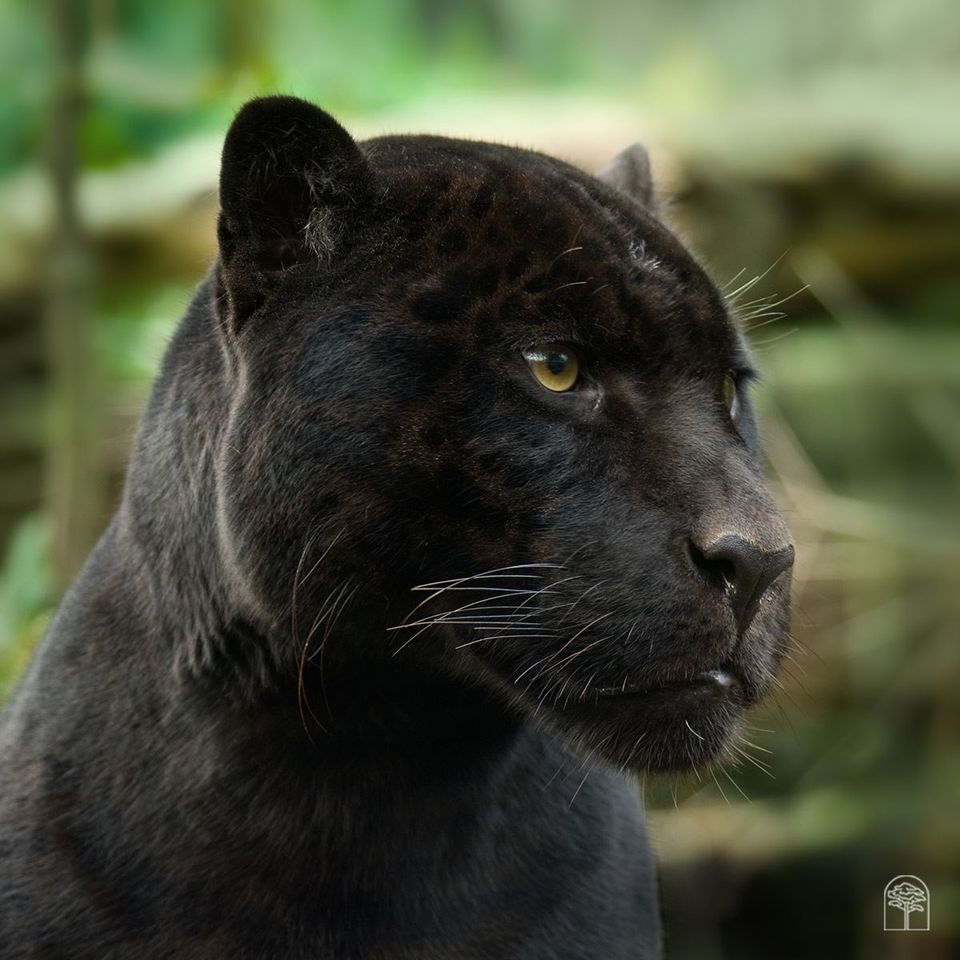 LifeWithJohn's tweet photo. Black panthers are found mainly in dense rainforest areas where their dark coat provides camouflage. Only an estimated 600 are left in the wild and their natural communities are threatened by human encroachment and environmental deterioration. ~ #ProtrctWildlife https://t.co/pu90pTkAbO