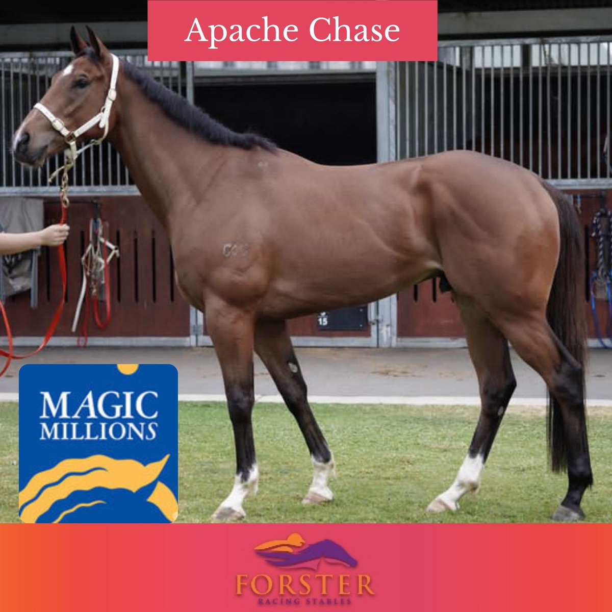 Desracing74's tweet photo. Exciting day ahead with Apache Chase running in the Magic Millions! 
Race 7 - 3 Year Old Guineas (4pm). Ridden by Taylor Marshall

#eaglefarm #apachechase  #racingtips #bettertips #magicmillions @MagicMillions https://t.co/mKH8FjvTdH
