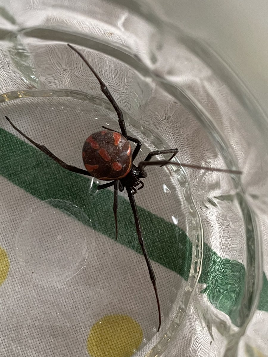 Hola de nuevo <a href="/Arachno_Cosas/">Soy aracnólogo, pregúntame lo que quieras</a> !!! Encontramos esta arañita en Morelos... estamos debatiendo si es viuda o no y si no es, si es de #IM