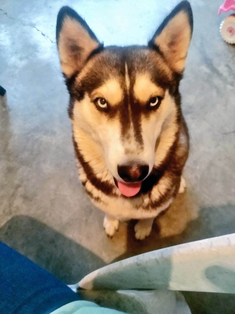 💞la cachorra