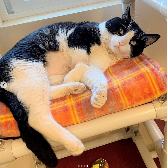 ShelterBeds's tweet photo. Help us say goodnight to Winchester from
Seal Beach Animal Care Center - SBACC
#repost #catsofinstagram #adoptdontshop #adoptme #sbacc #sbacccats #available #socal #oc #sealbeach #petfinder #cat #cats #catsofig #catfeatures #catsoftheday #petoftheday #cat_features https://t.co/s3sMnwTSh2