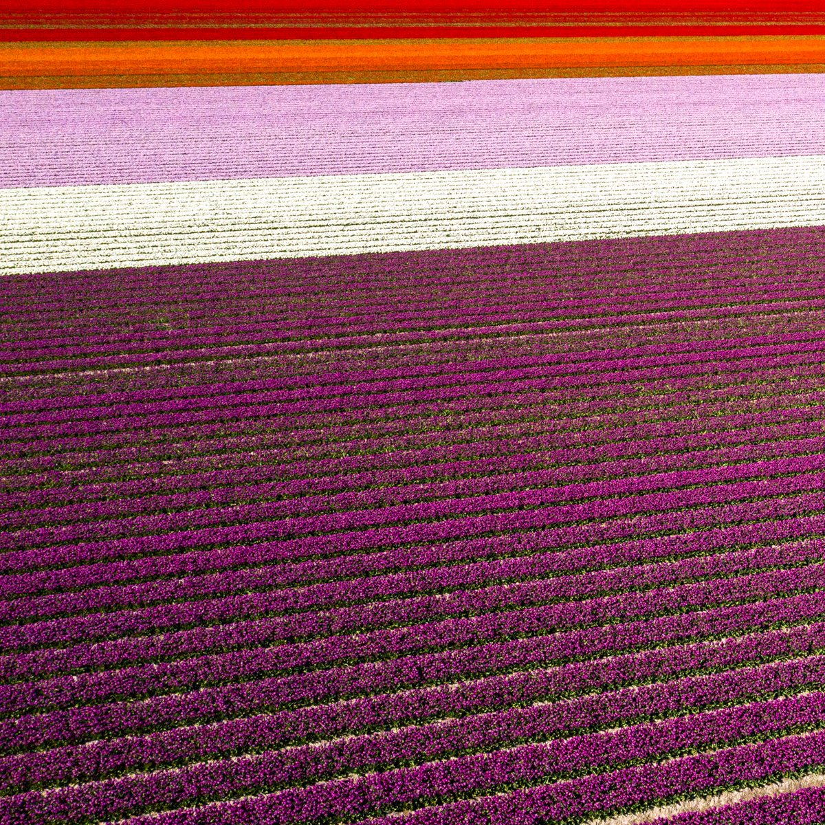 Netl de Wildste Tuin tweet media