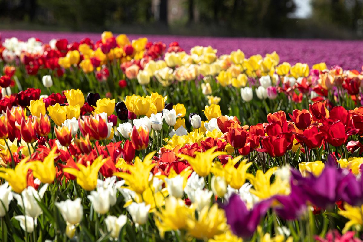 Netl de Wildste Tuin tweet media