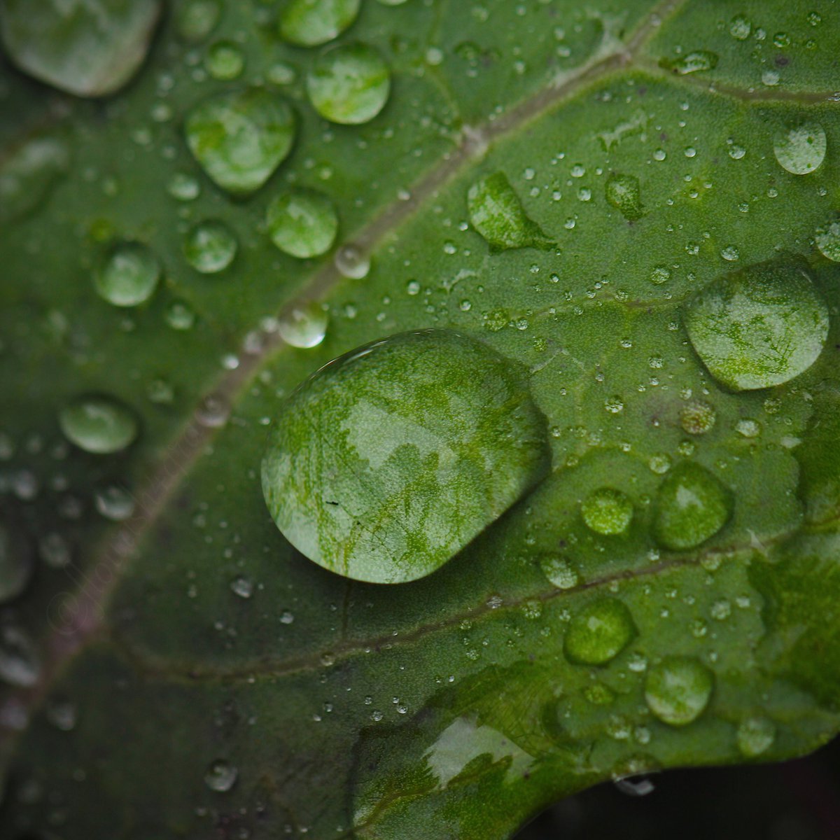 flourish4grace's tweet photo. Invocation.
#photography #photographer #photographers #Photographyeveryday #photooftheday #PhotographyIsArt #photographylovers #photographylover #photographyislife #nature #NaturePhotography #naturelover #naturelovers #macro #macrophotography #Leaf #waterdroplet #flourish4grace https://t.co/iaHXWEGlR4