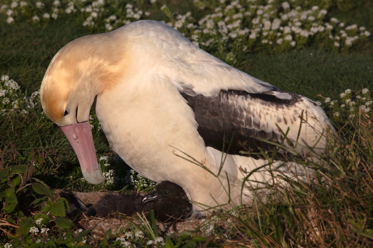 USFWS Pacific tweet media
