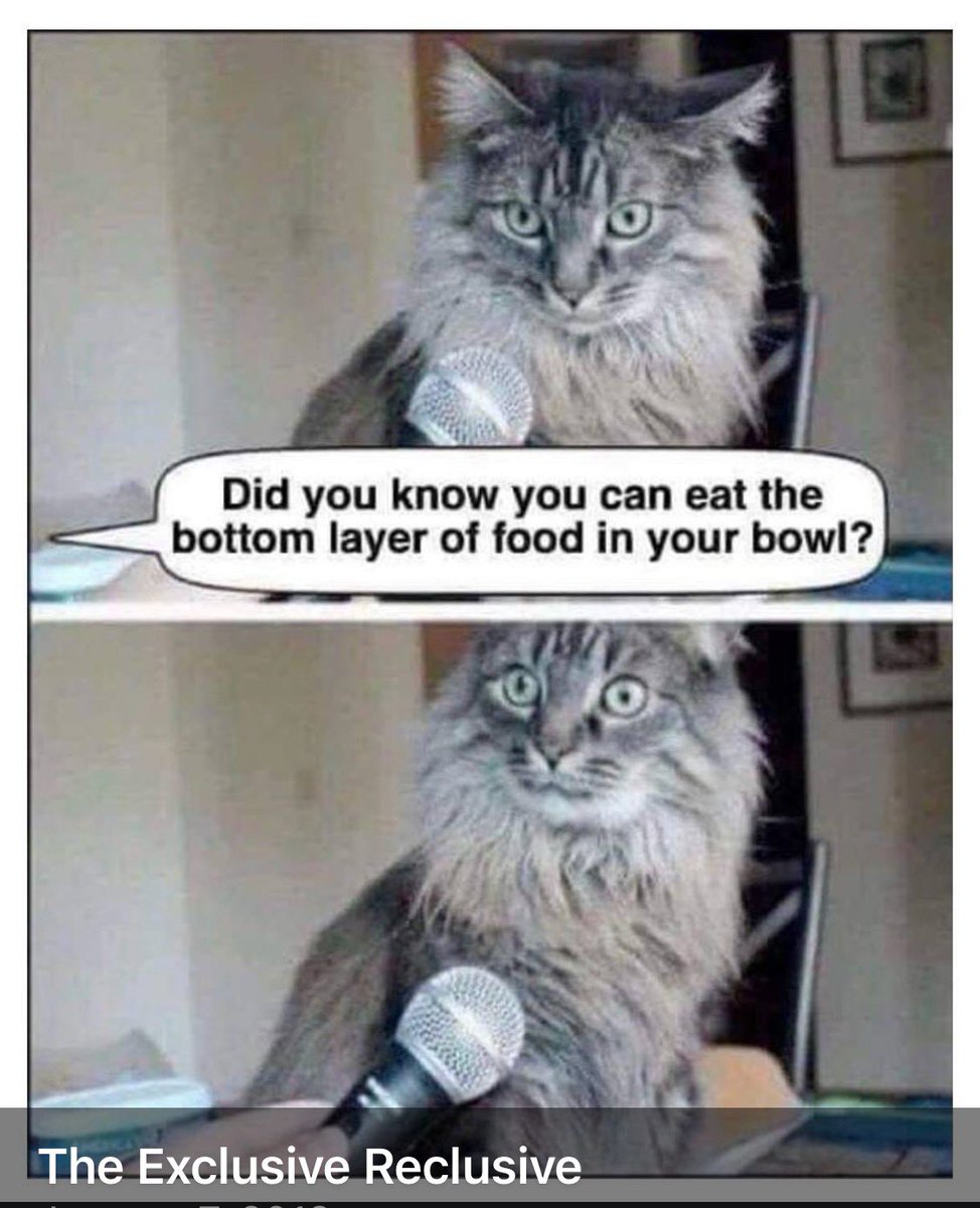 @ my cats