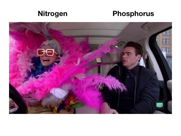 OK I'm gonna do it.   For the biogeochemists. 
NITROGEN.  PHOSPHORUS,
