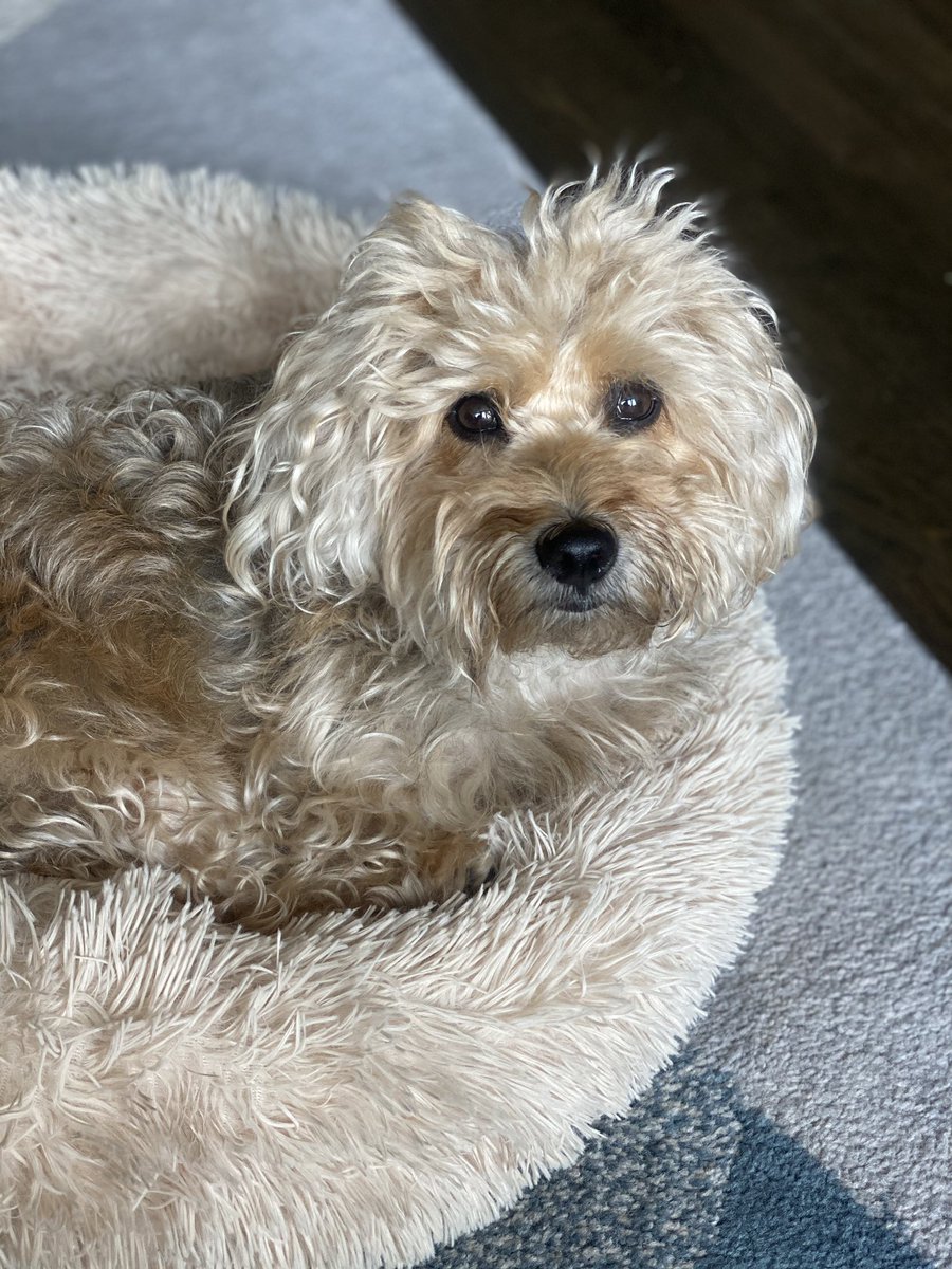SpartyChicago's tweet photo. It’s #NationalBagelDay - here’s me looking like a bagel in my floofy bed. #dogsoftwitter https://t.co/SQmBzp5PK7