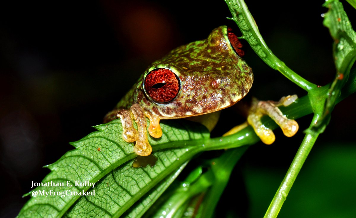 The USA is *not* one of those. Many species listed as  #endangered on  @IUCNRedList do not appear under the Endangered Species Act (ESA). One of my study species, the endangered Mossy Red-eyed  #Frog is a good example of a species listed by  @IUCNRedList but not ESA  #SciComm (13/N)