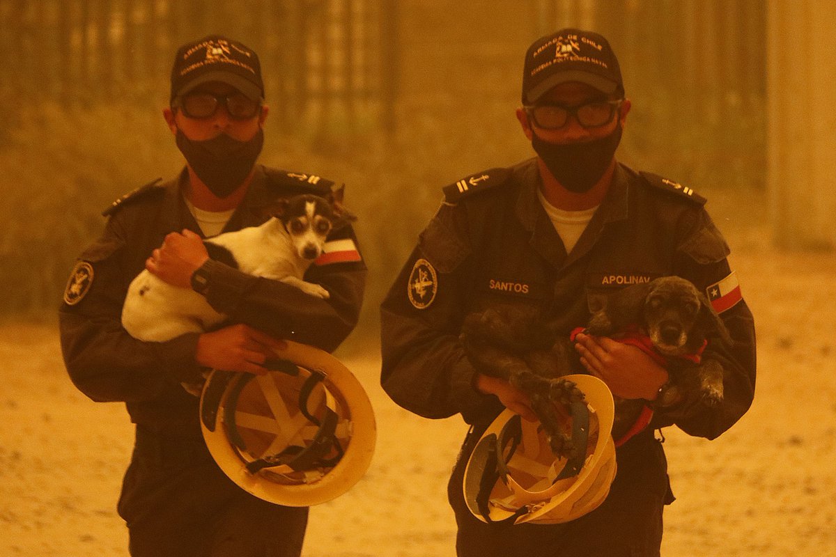 AnimalParaiso's tweet photo. Imágenes del día de hoy durante la evacuación y rescates en el #IncendioForestal en el sector de Los Pinos en #Quilpué. 💪 https://t.co/SmqXyW8oED