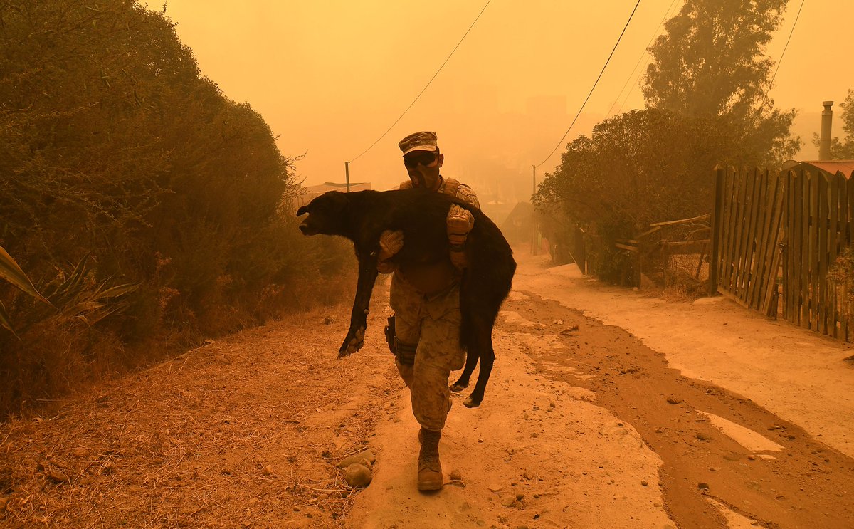 AnimalParaiso's tweet photo. Imágenes del día de hoy durante la evacuación y rescates en el #IncendioForestal en el sector de Los Pinos en #Quilpué. 💪 https://t.co/SmqXyW8oED