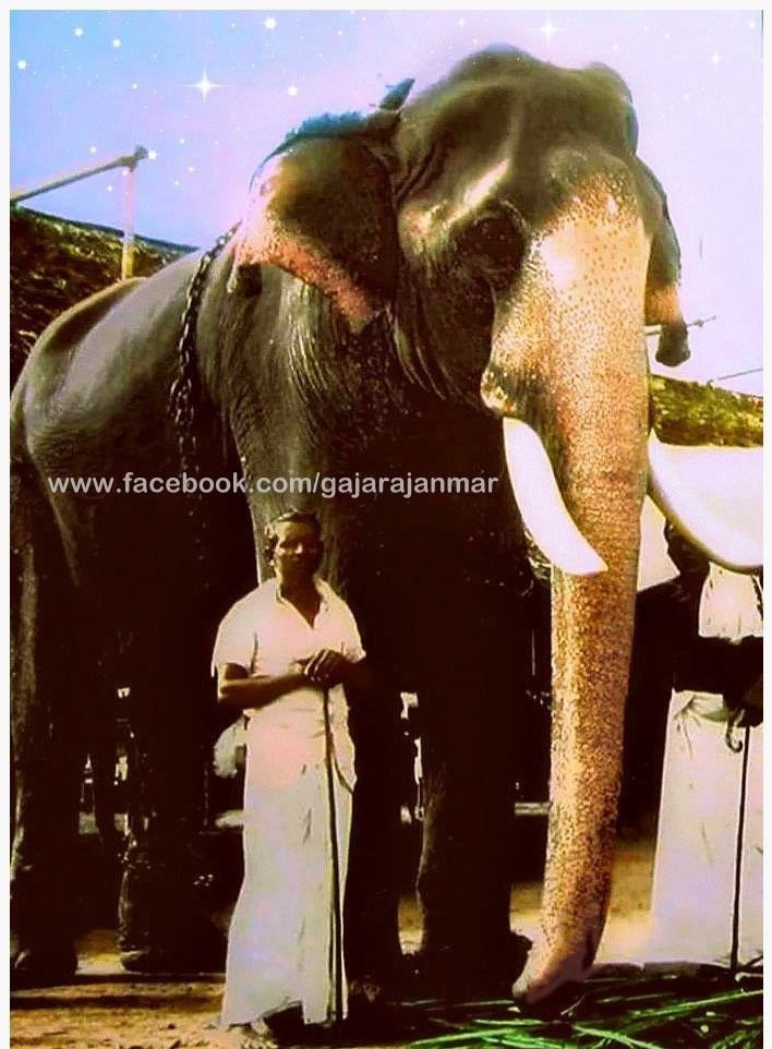 Gajarajan Guruvayur Kesavan  #guruvayur  #story Guruvayur Kesavan is one of the majestic elephants who served Guruvayurappan for 54 years. Valiya Raja of Nilambur once prayed to the Shri Krishna to save his family and property from the enemies attack and promised
