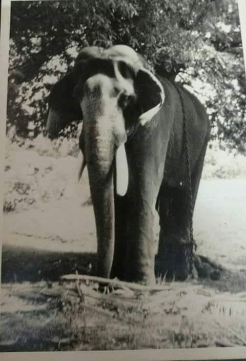To offer an elephant. His wish was fulfilled and he offered an elephant which later became the famous Guruvayur Kesavan. Kesavan was 10 years old when he came.Anayottam which will be held to decide who will take Thidambu of Krishna is won by Kesavan for many years.