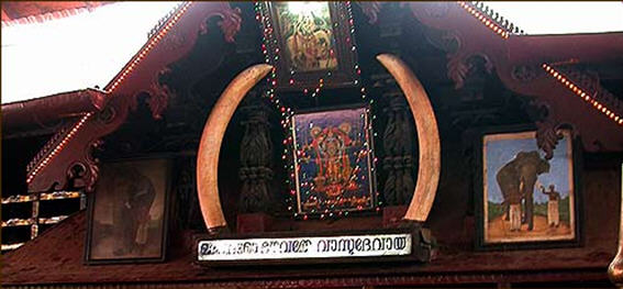 Temple and was taken to the compound where he lay with his trunk stretched towards Krishna and breathed his last, 54 years after serving faithfully. His tusks can still be seen adorning the entrance of the Guruvayur temple. The unique tale of Kesavan shows that even in death,