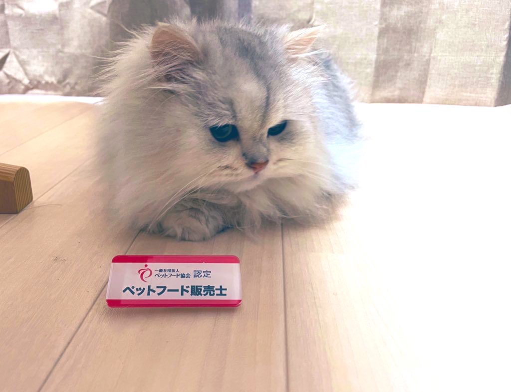 ペルシャ猫のアブドゥル みんなおはようだにゃーん ペットフード販売士がんばるんだにゃーん ペットフードのことなら なんでも聞いて欲しいんだニャン Fwf T Co Hznhi8um0f Twitter