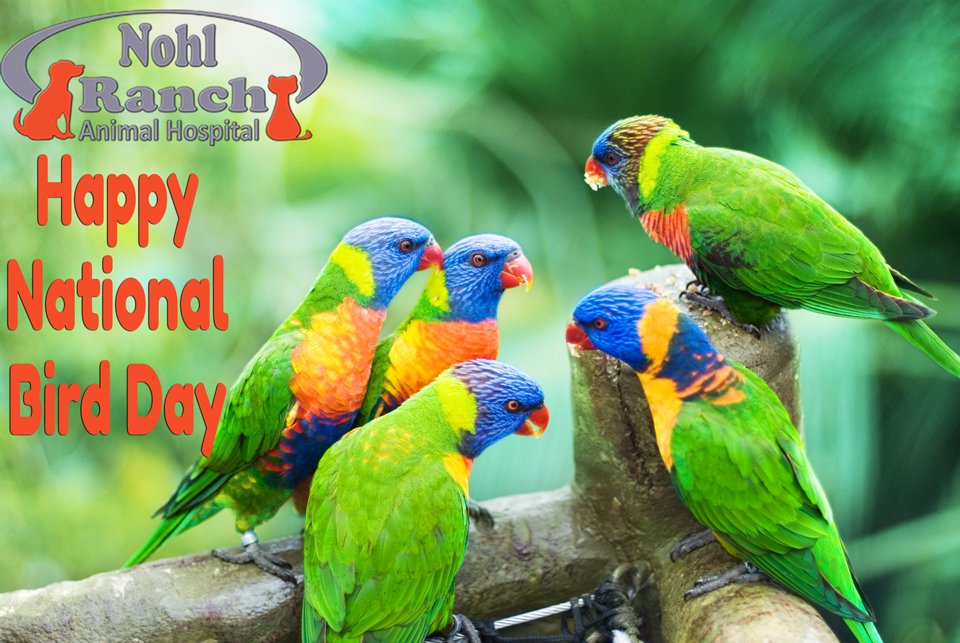 nohlranchanimal's tweet photo. National Bird Day is the name of several holidays celebrating birds. Various countries observe such a holiday on various dates. It's an annual holiday with half a million adherents who celebrate through birdwatching, studying birds, and other bird-related activities.
#birds #bird https://t.co/5YYa0tqrVw