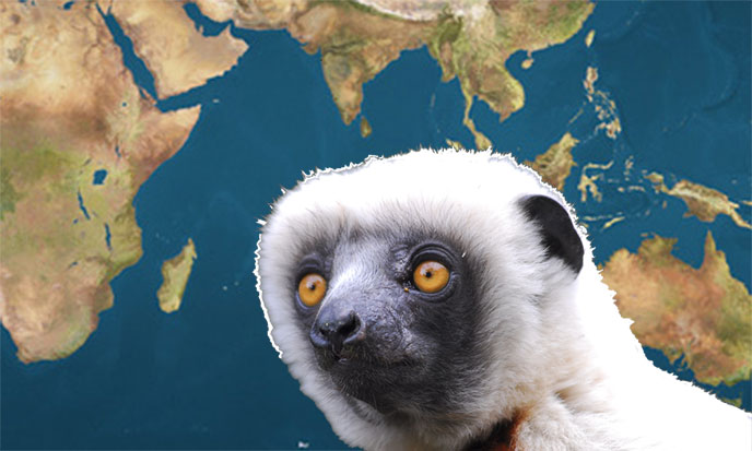 The theory was proposed as an explanation for the presence of lemur fossils in both Madagascar and India. Although scientifically disproven - we know that the isolated island of Madagascar in the Indian ocean is still home to the earths most densely populated biodiversity.