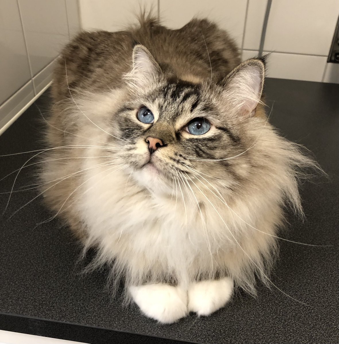 Legolisk's tweet photo. I am lion
#CatsOfTwitter #RagdollCats #FloofClub https://t.co/0MO66yZXEK